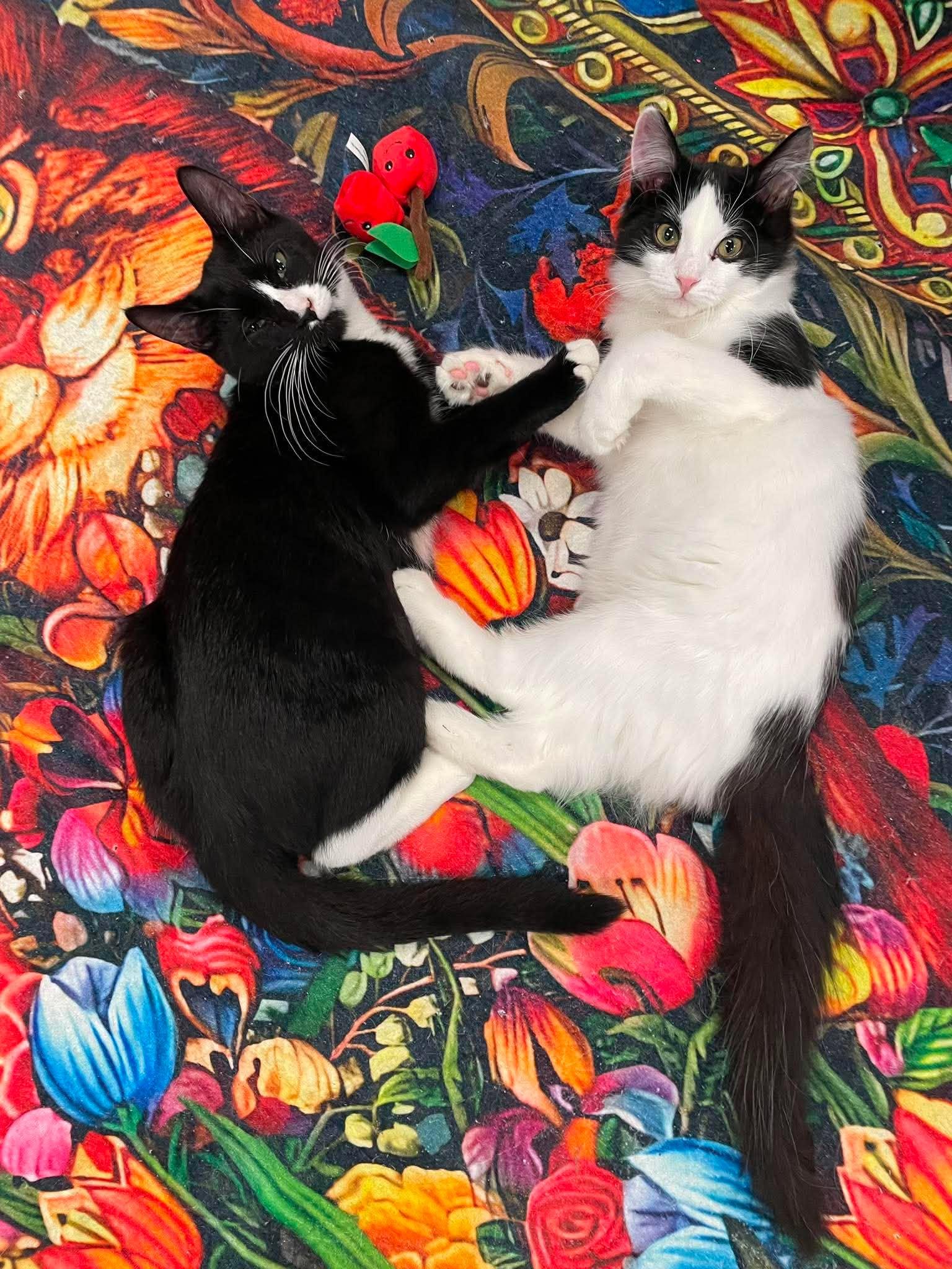 Miso and Dumpling, Adoptable, Kitten Male Domestic Short Hair.