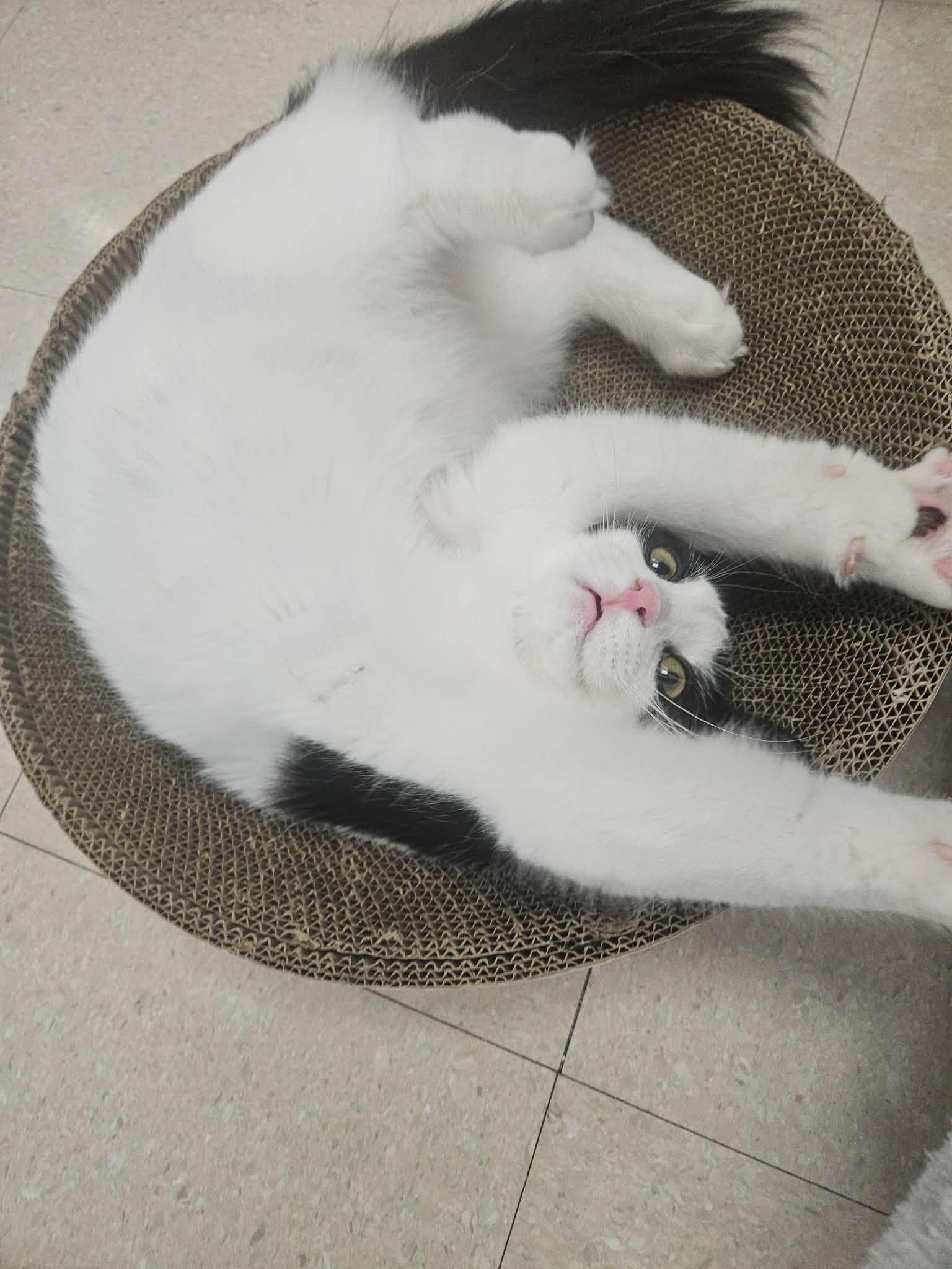 Enlarge Miso and Dumpling, a Adoptable Domestic Short Hair in Rochester, NY image 4/6
