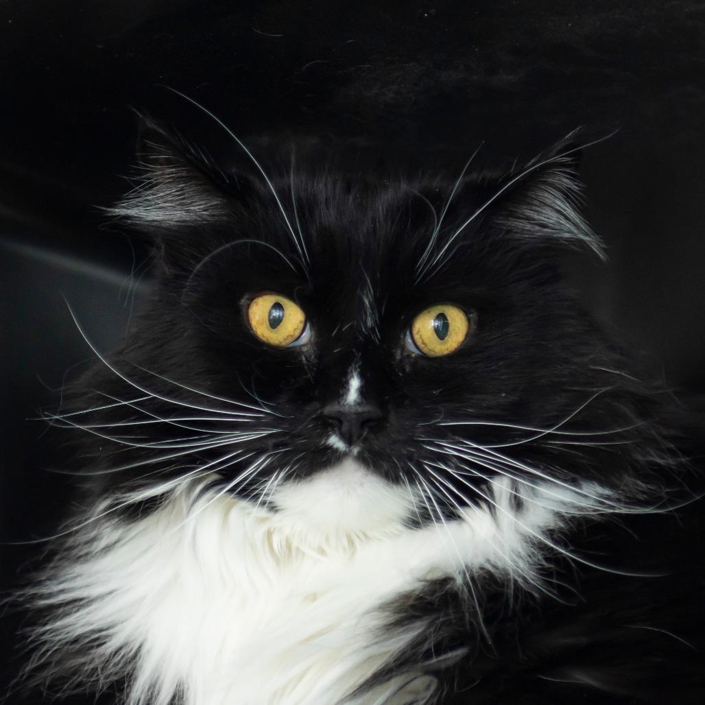 Kiki, Adoptable, Senior Male Domestic Long Hair.