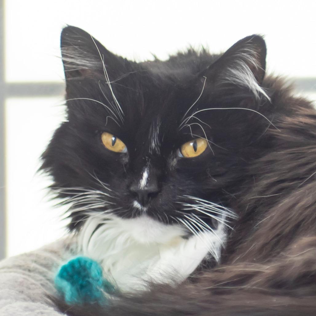 Enlarge Kiki, a Adoptable Domestic Long Hair in Middletown, RI image 3/3