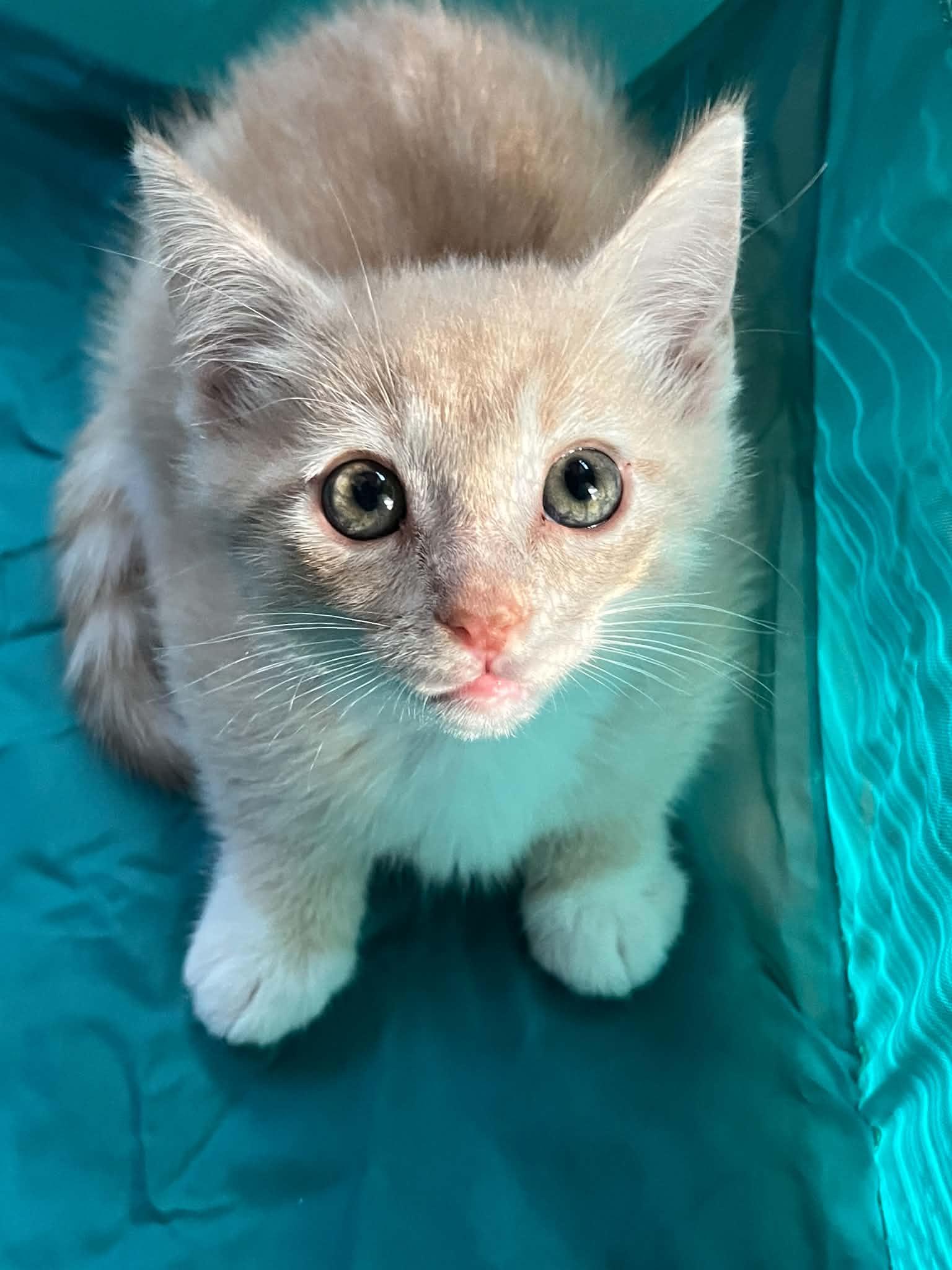 Grasshopper, Adopted, Kitten Male Domestic Short Hair.