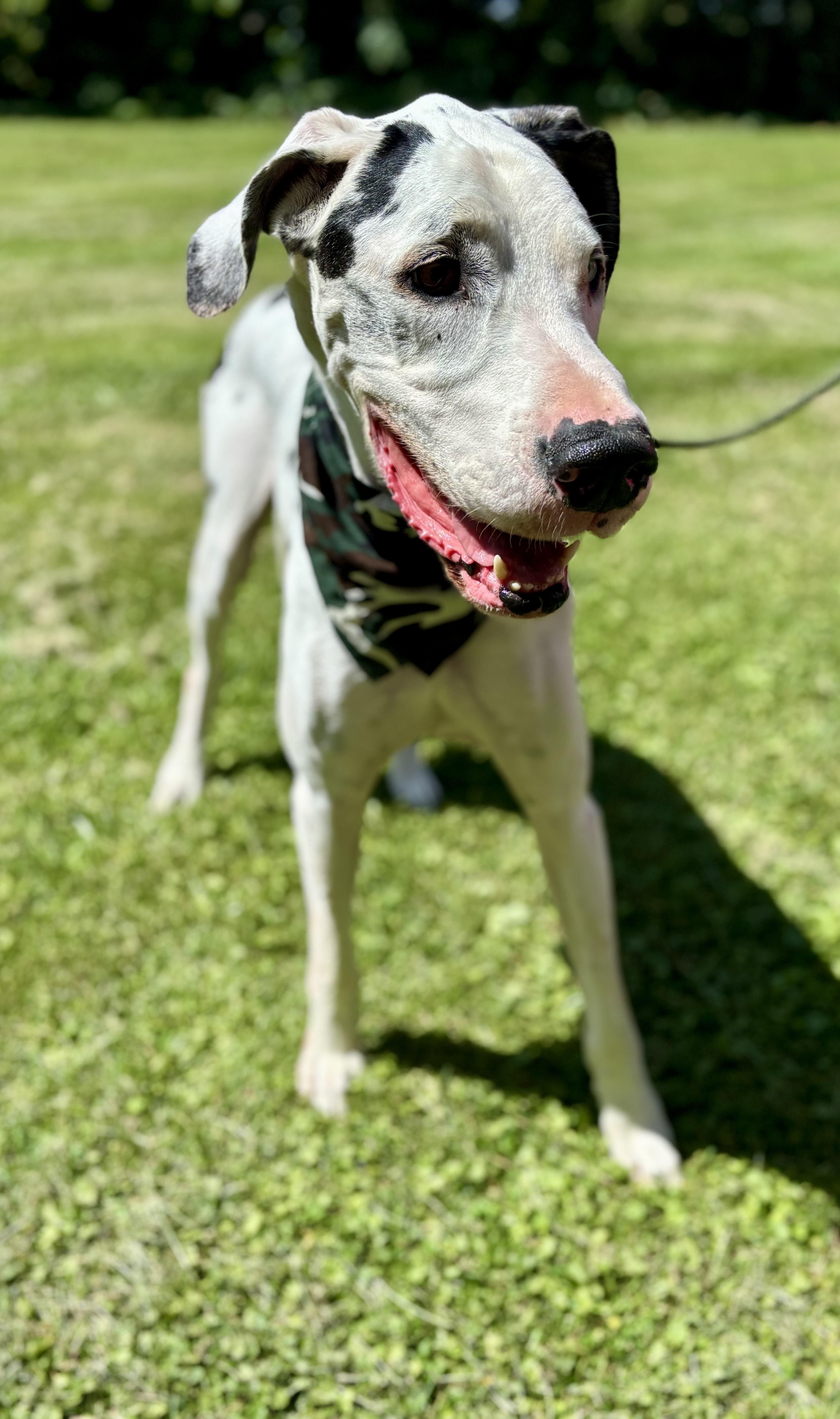 Harlow
