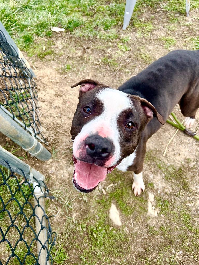 Enlarge Panda, a Adoptable Pit Bull Terrier in New Manchester, WV image 1/6