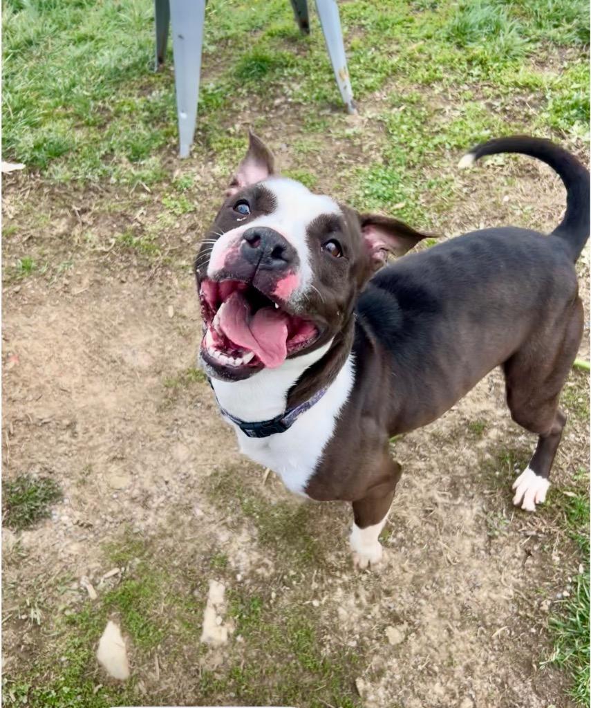 Enlarge Panda, a Adoptable Pit Bull Terrier in New Manchester, WV image 2/6