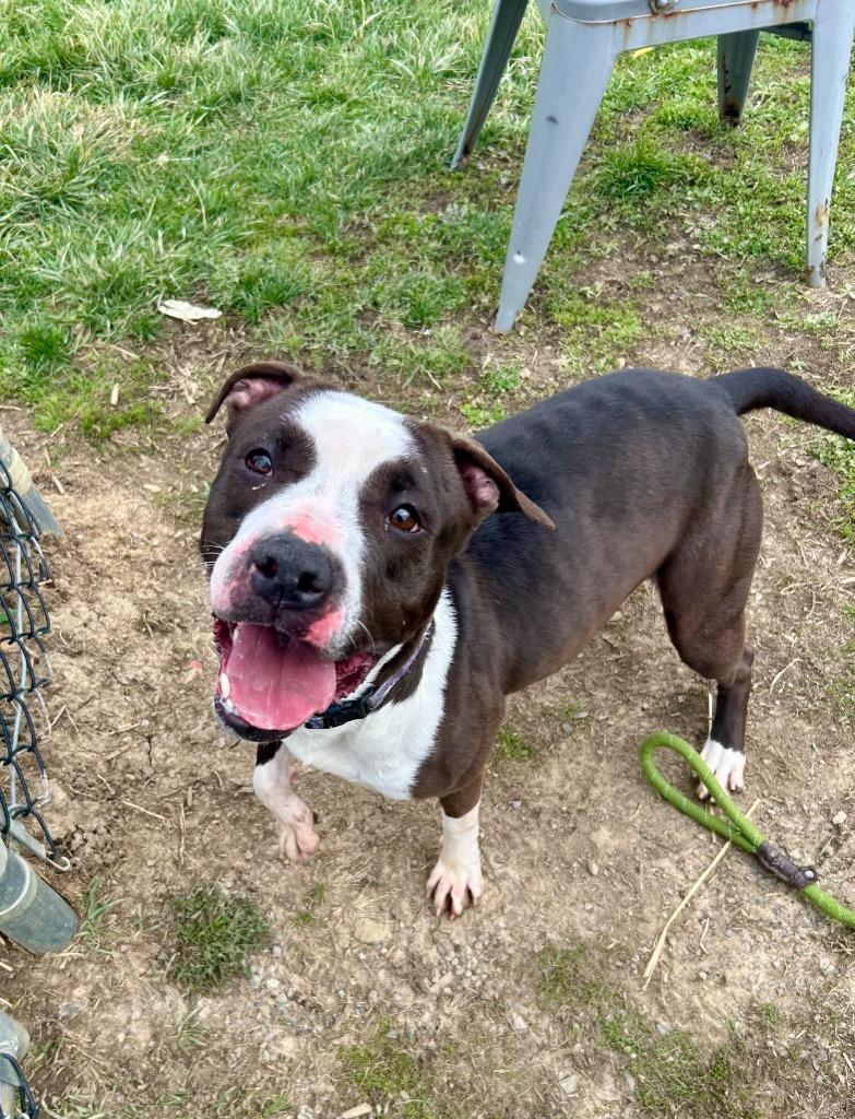 Enlarge Panda, a Adoptable Pit Bull Terrier in New Manchester, WV image 3/6