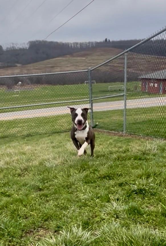 Enlarge Panda, a Adoptable Pit Bull Terrier in New Manchester, WV image 4/6