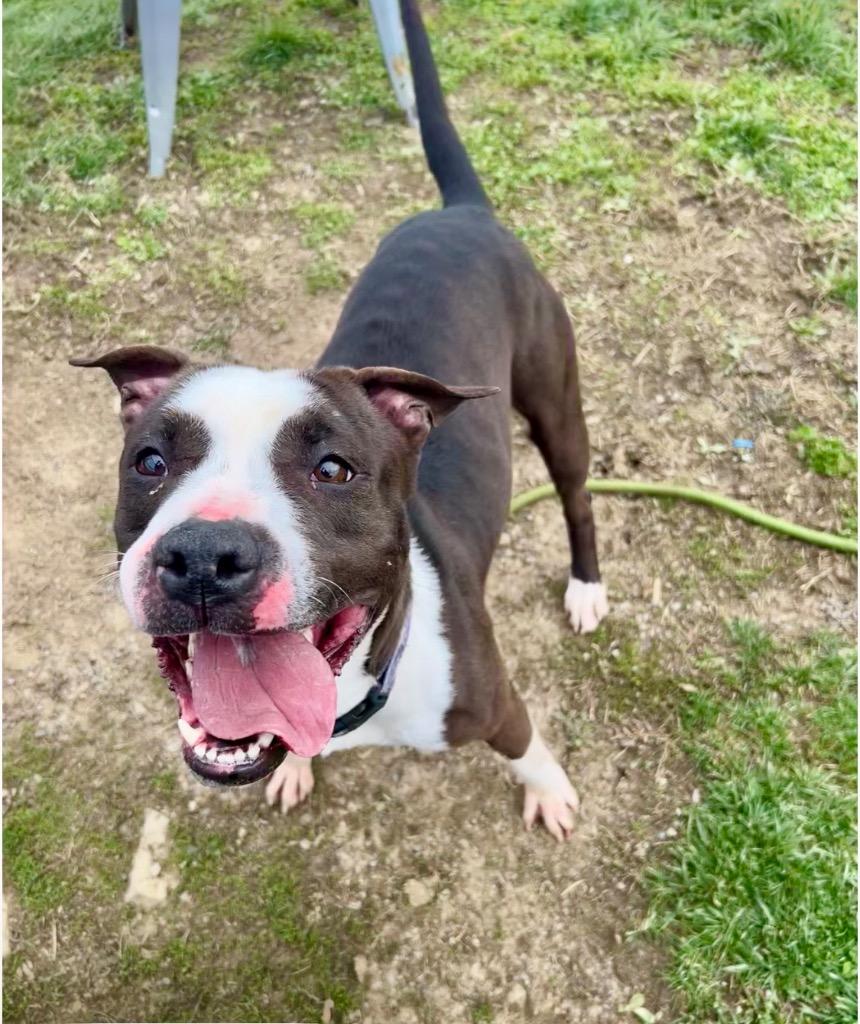 Enlarge Panda, a Adoptable Pit Bull Terrier in New Manchester, WV image 5/6