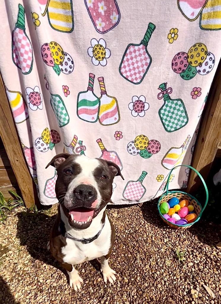 Enlarge Panda, a Adoptable Pit Bull Terrier in New Manchester, WV image 6/6