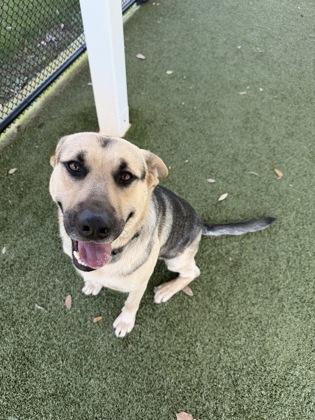 Duke, Adoptable, Young Male German Shepherd Dog & Mixed Breed.