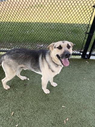 Enlarge Duke, a Adoptable mixed breed in Daphne, AL image 2/3