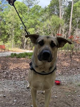 Duke, Adoptable, Young Male German Shepherd Dog & Mixed Breed.
