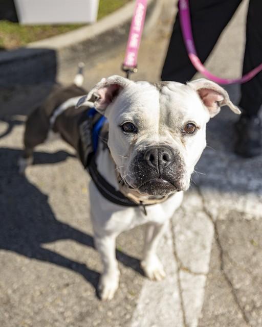 EVEREST, Adoptable, Adult Female Pit Bull Terrier.