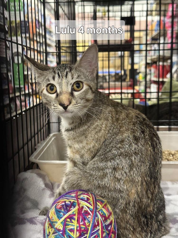 Lulu, Adoptable, Kitten Female Tabby.