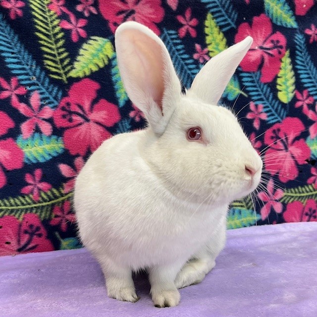 Murphy, Adoptable, Young Male Californian & American.