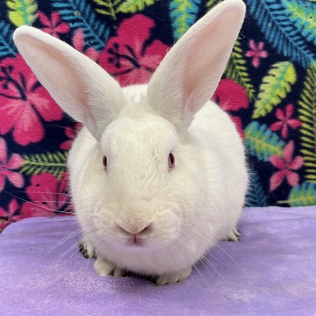 Enlarge Murphy, a Adoptable mixed breed in Erie, PA image 2/6