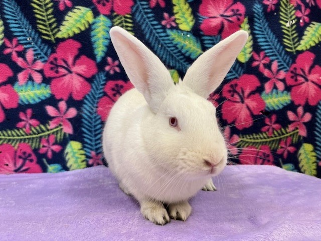 Enlarge Murphy, a Adoptable mixed breed in Erie, PA image 3/6