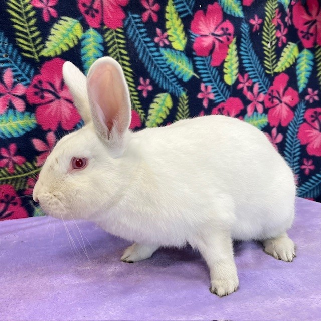 Enlarge Murphy, a Adoptable mixed breed in Erie, PA image 4/6