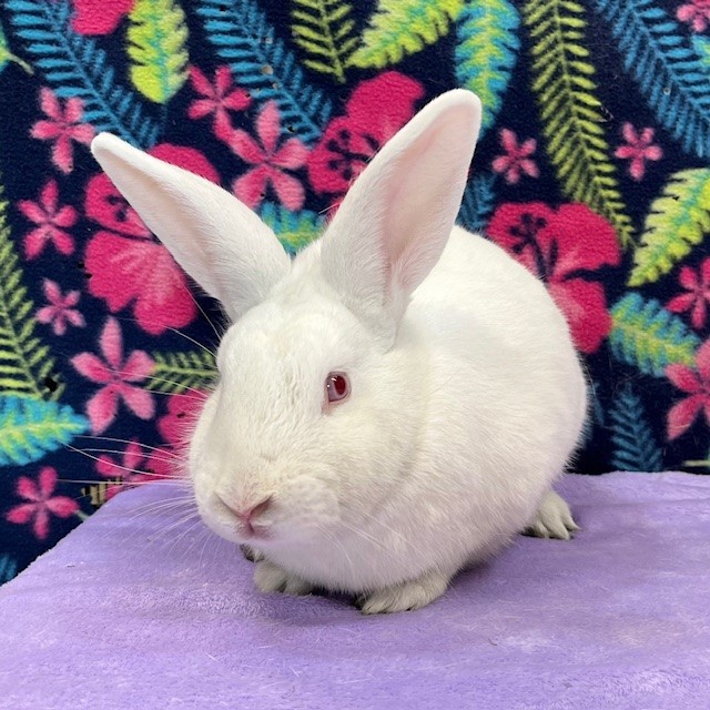 Enlarge Murphy, a Adoptable mixed breed in Erie, PA image 6/6