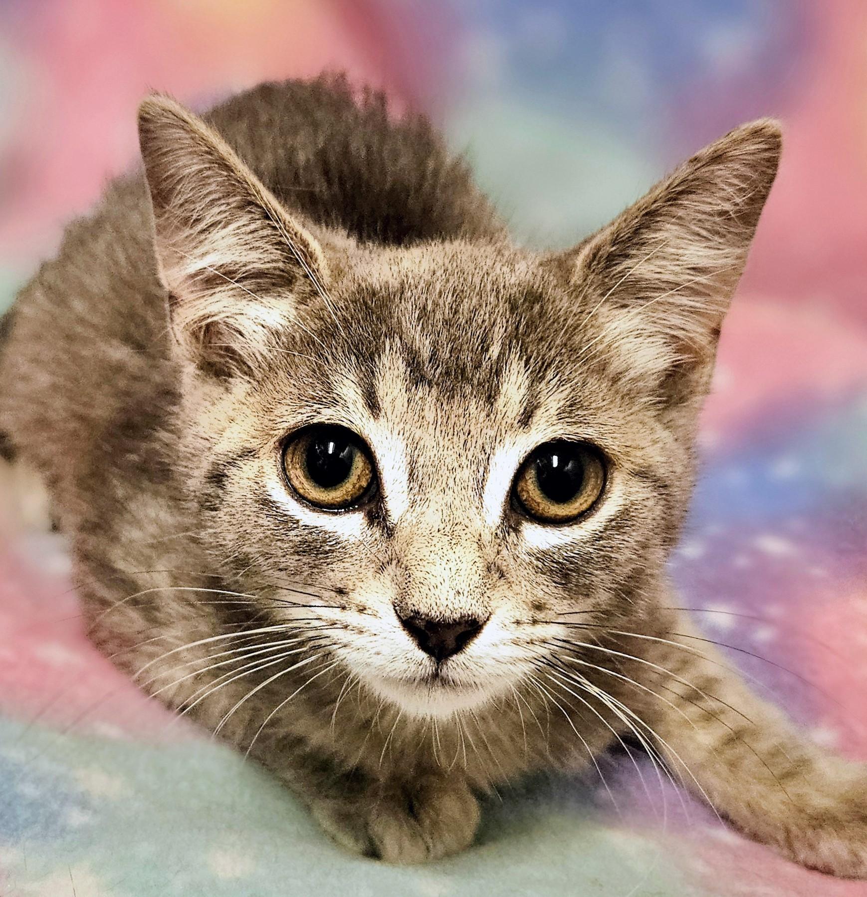 Luc, a Adoptable Domestic Short Hair in Rancho Cucamonga, CA image 5/5