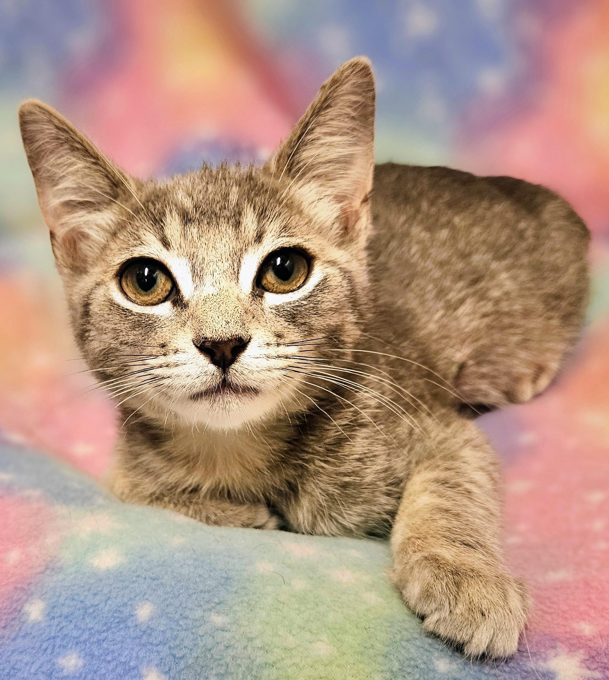 Luc, a Adoptable Domestic Short Hair in Rancho Cucamonga, CA image 4/5