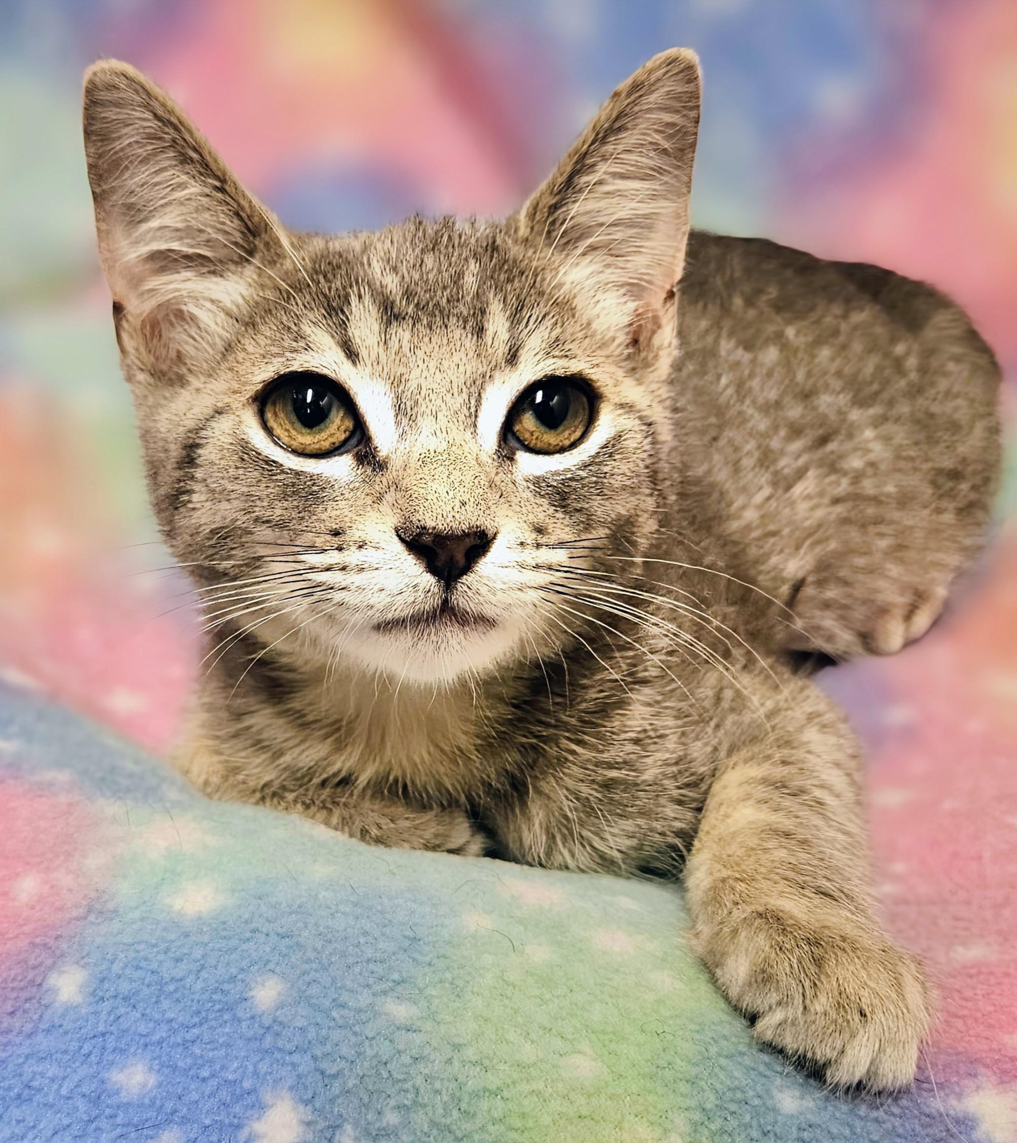 Luc, a Adoptable Domestic Short Hair in Rancho Cucamonga, CA image 2/5