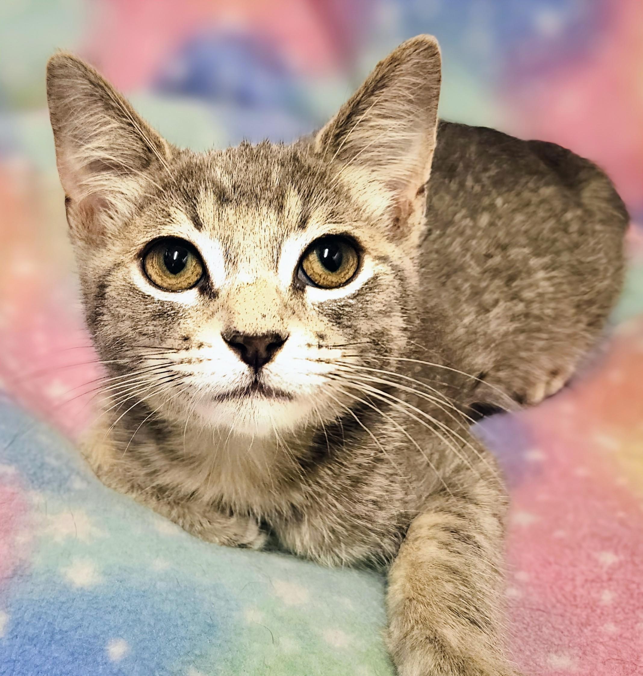 Luc, a Adoptable Domestic Short Hair in Rancho Cucamonga, CA image 3/5