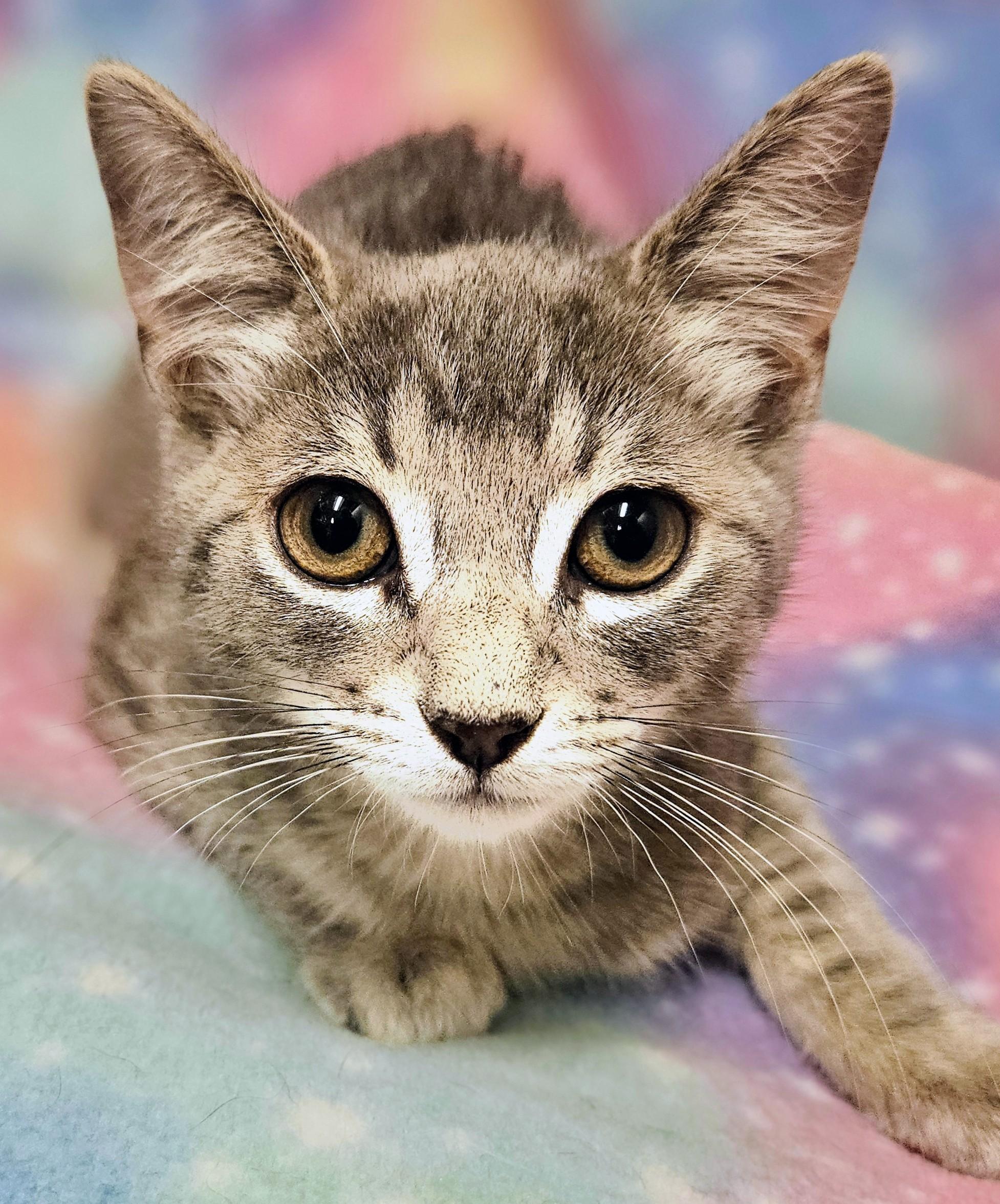 Luc, Adoptable, Kitten Female Domestic Short Hair.