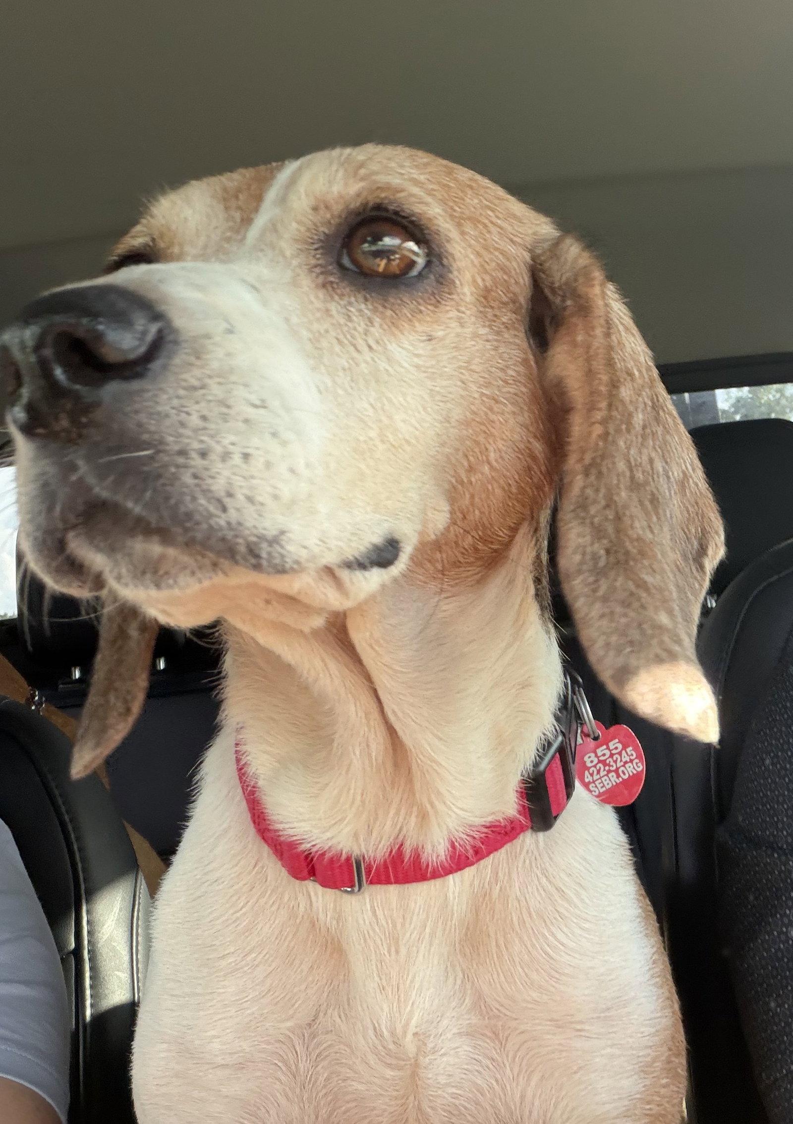 Enlarge Dani, a Adoptable Beagle in Dunnellon, FL image 1/3