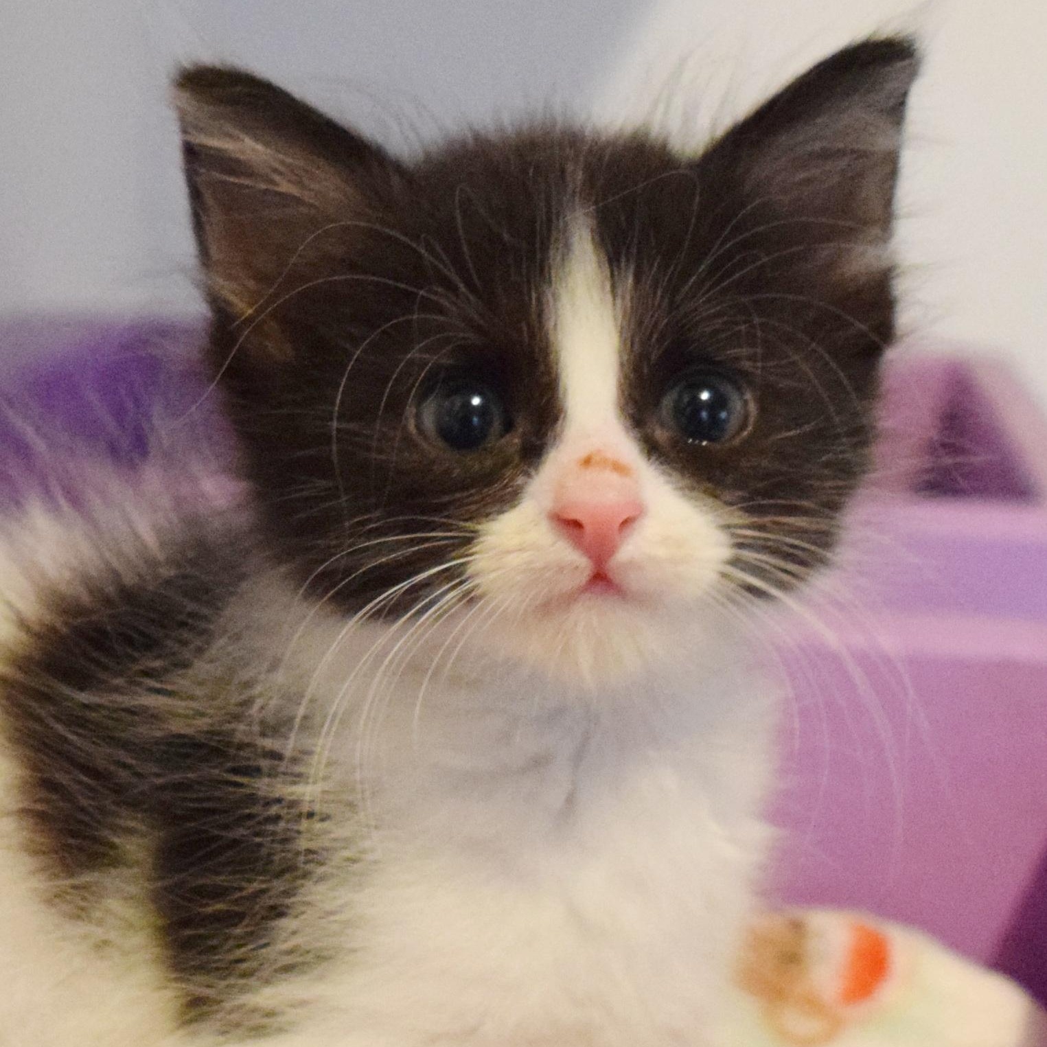 Enlarge Twitty, a Adopted mixed breed in Bulverde, TX image 1/6