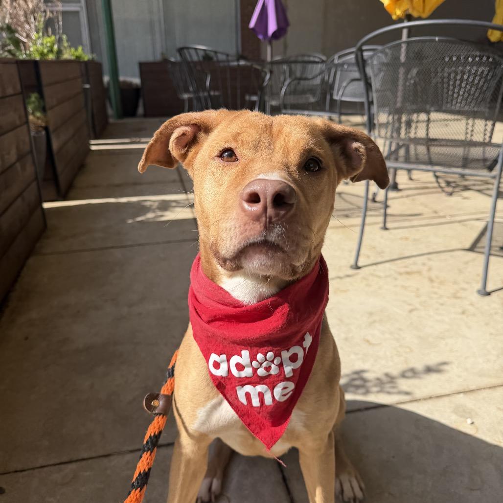 Enlarge Honey, a Adoptable mixed breed in Hagerstown, MD image 1/5