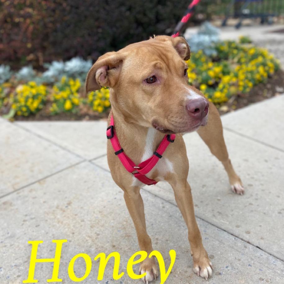 Honey, Adoptable, Adult Female American Staffordshire Terrier & Mixed Breed.