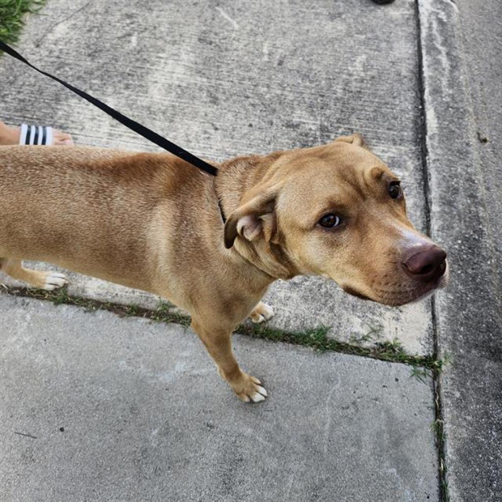 Honey, a Adoptable mixed breed in Hagerstown, MD image 2/3