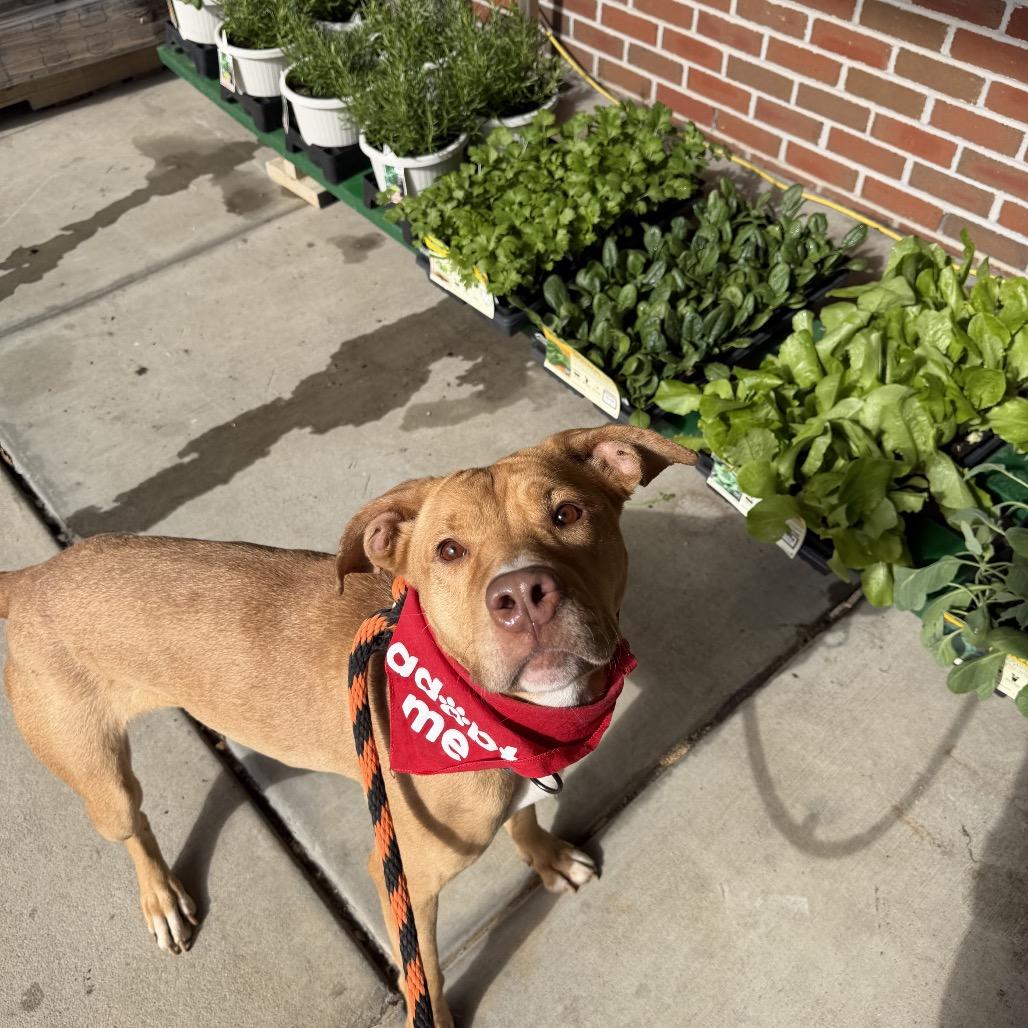 Enlarge Honey, a Adoptable mixed breed in Hagerstown, MD image 4/5