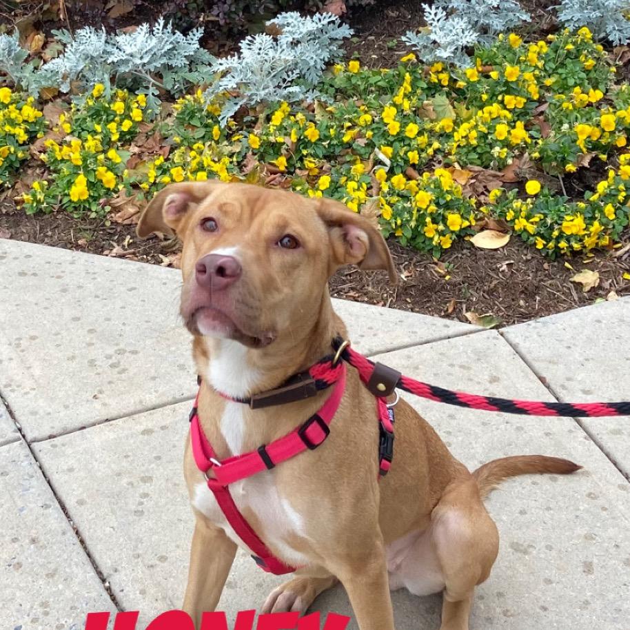 Honey, a Adoptable mixed breed in Hagerstown, MD image 3/3