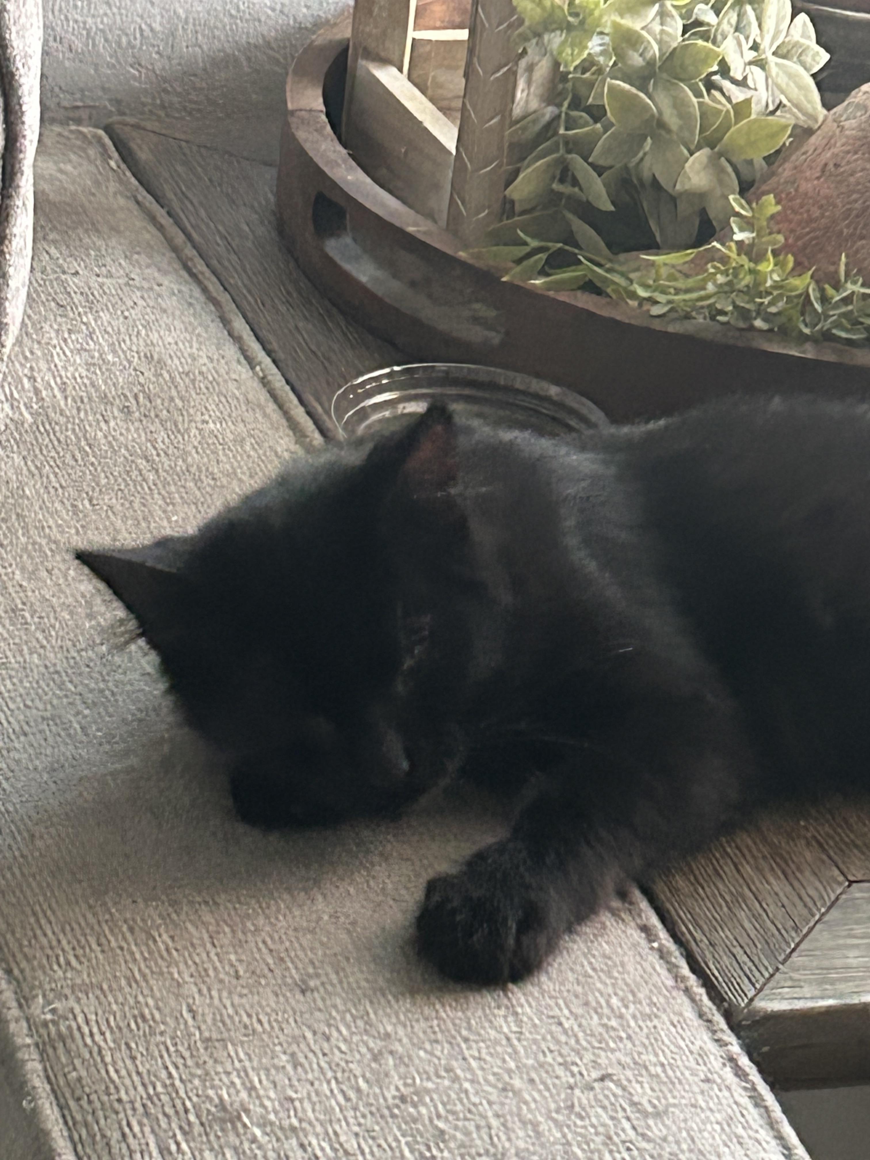 Jack, Adoptable, Kitten Male Domestic Long Hair.
