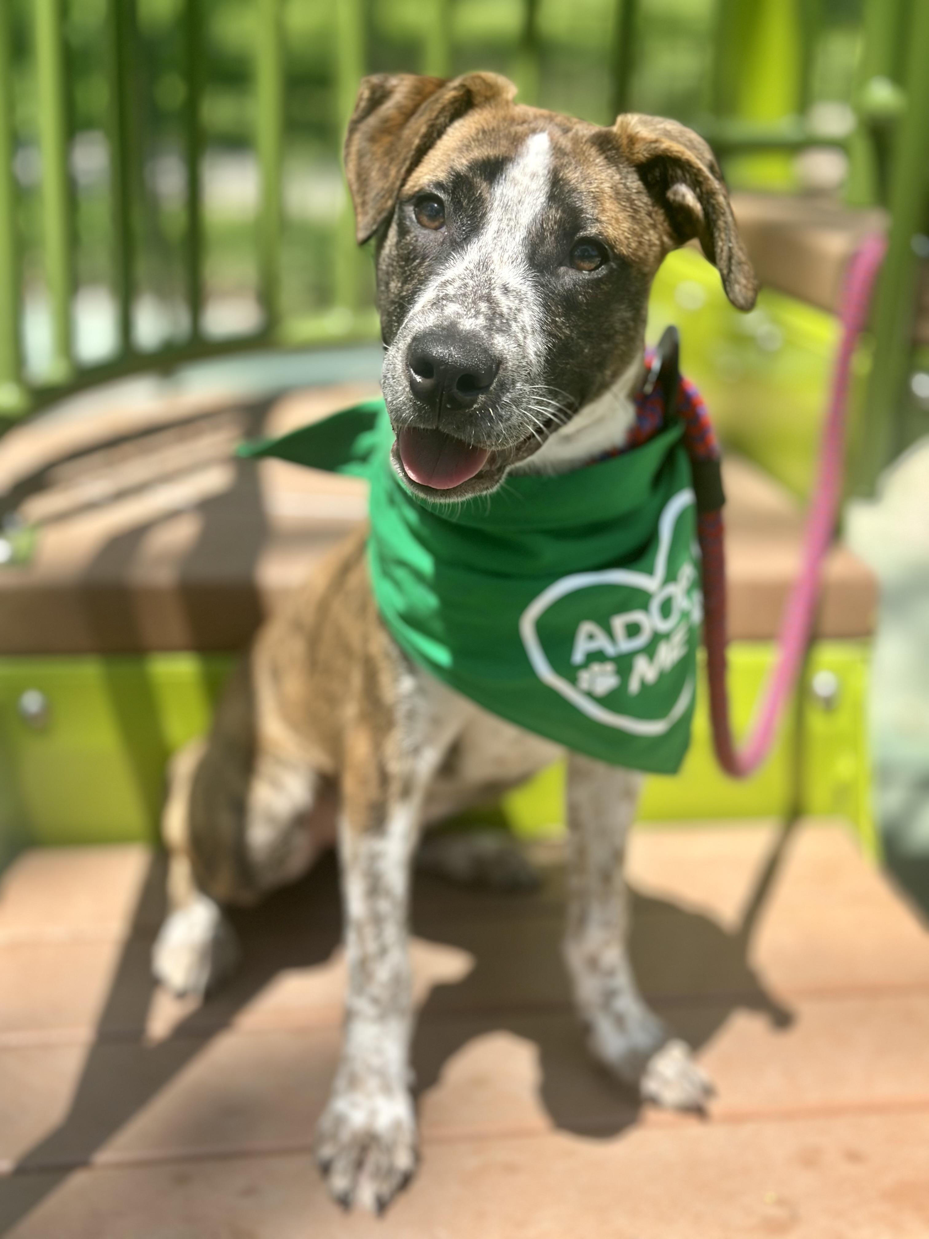 Lilo, Adoptable, Young Female Mixed Breed.