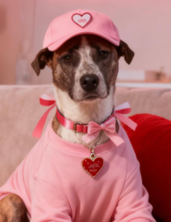 Lilo, Adoptable, Young Female Mixed Breed.