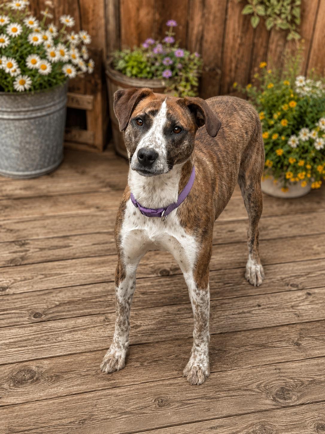 Enlarge Lilo, a Adoptable Mixed Breed in Newfoundland, PA image 2/5