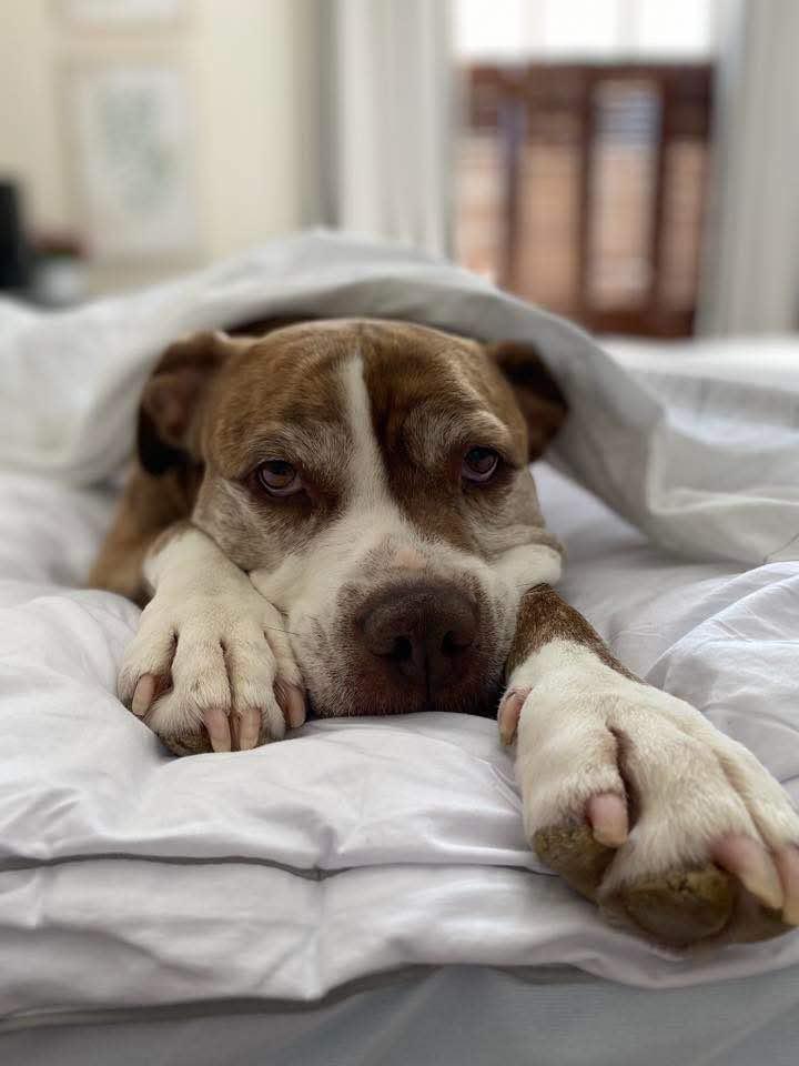 Kimber, Adoptable, Adult Female Bull Terrier & American Staffordshire Terrier.