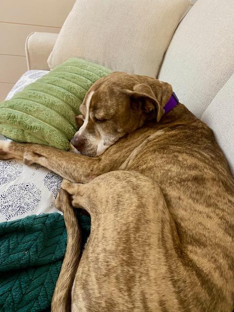 Enlarge Kimber, a Adoptable mixed breed in Plain City, OH image 2/5