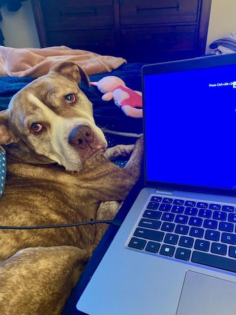 Enlarge Kimber, a Adoptable mixed breed in Plain City, OH image 3/5