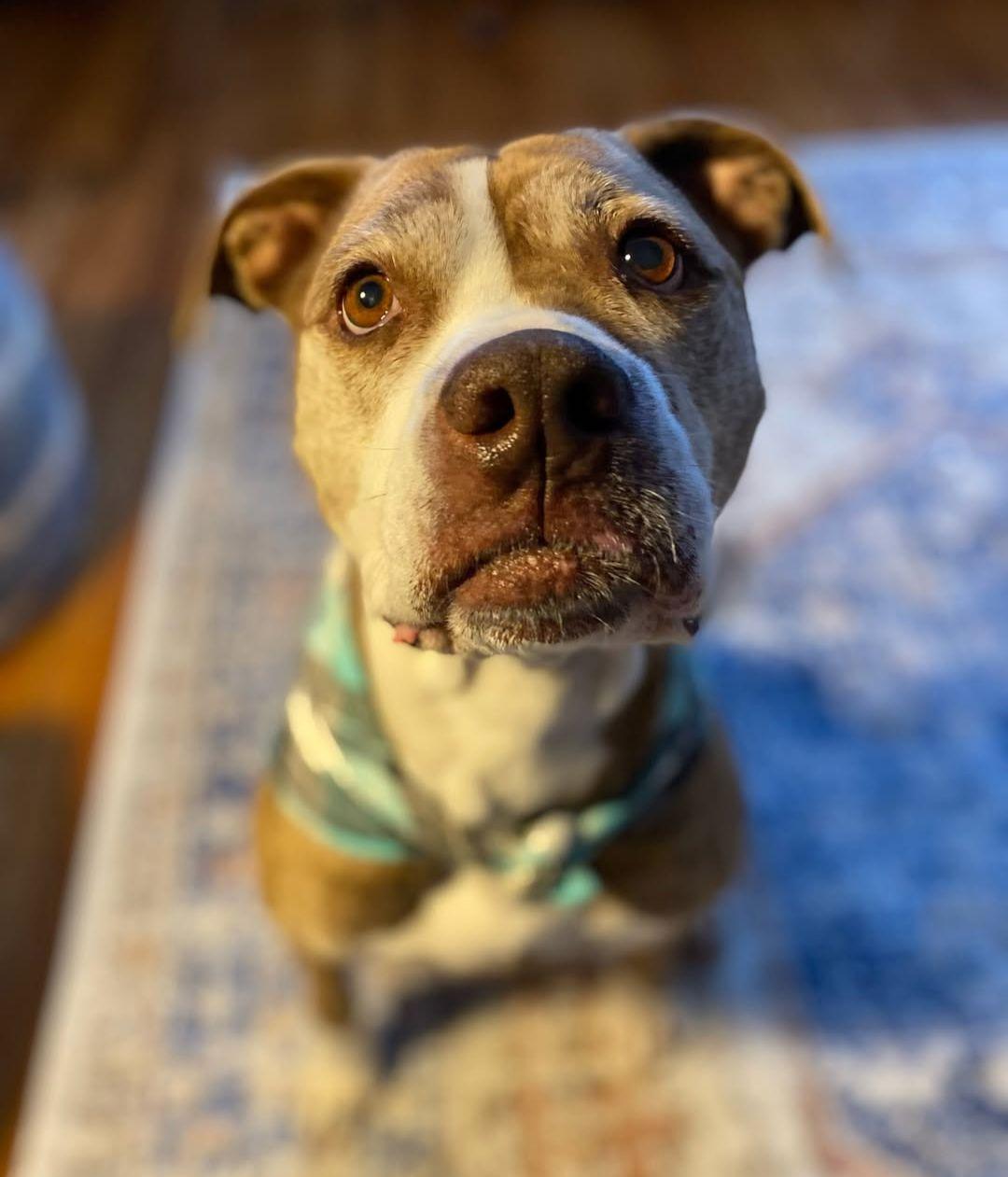 Enlarge Kimber, a Adoptable mixed breed in Plain City, OH image 2/6