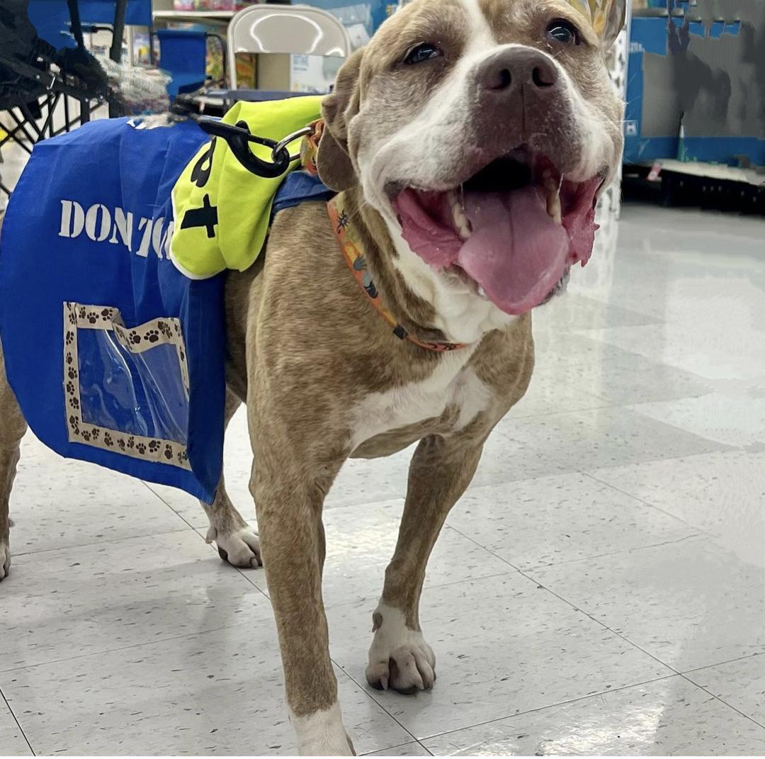 Enlarge Kimber, a Adoptable mixed breed in Plain City, OH image 5/5