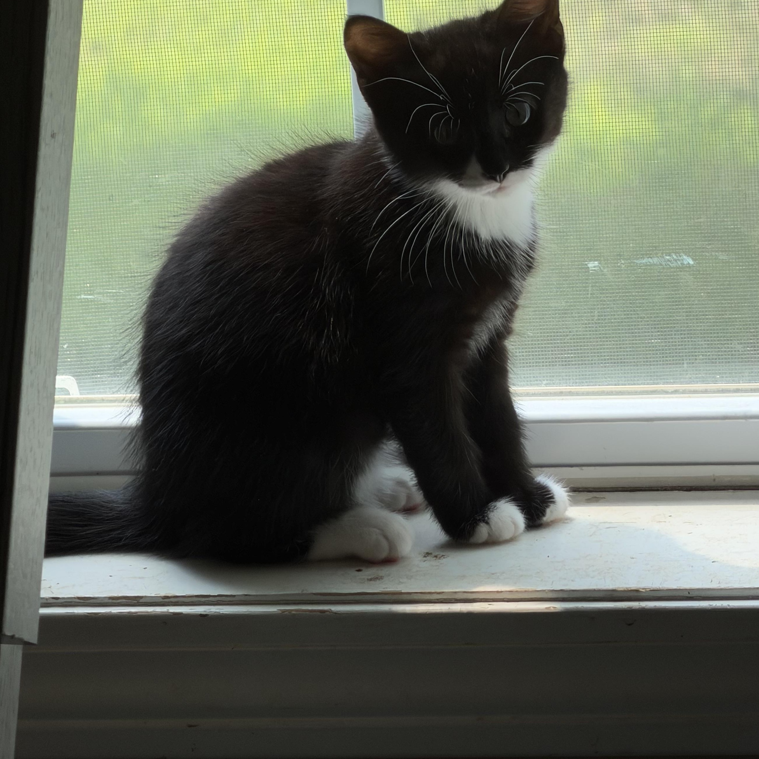 Enlarge London, an adopted Domestic Short Hair in Los Angeles, CA image 2/5