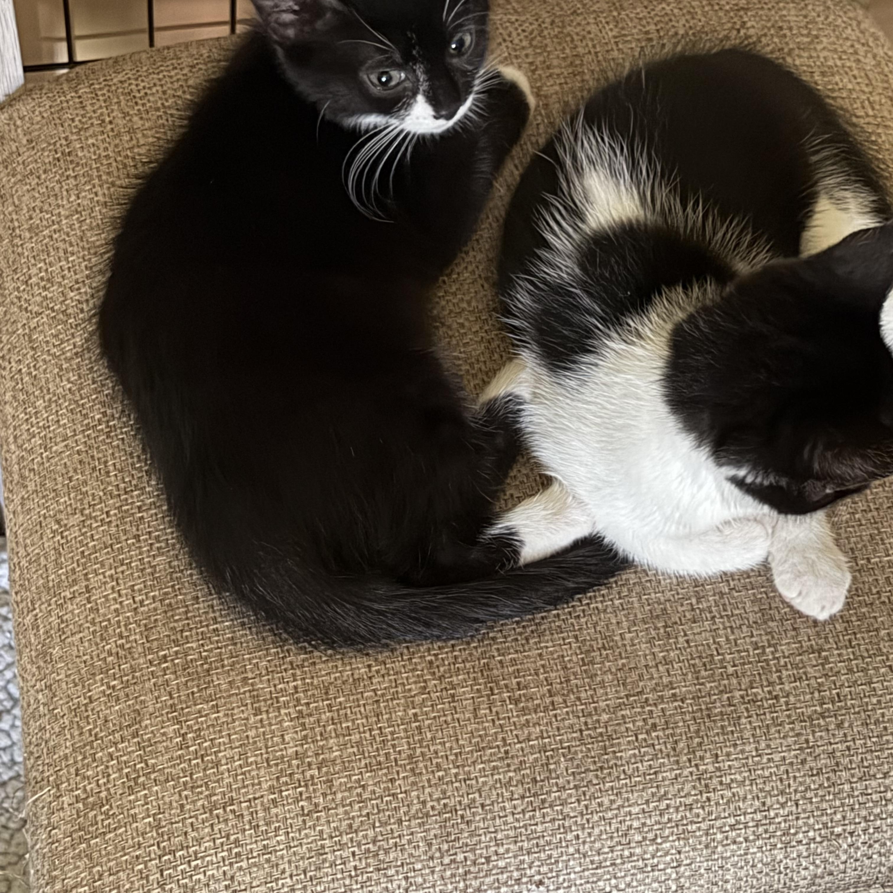Enlarge London, an adopted Domestic Short Hair in Los Angeles, CA image 5/5