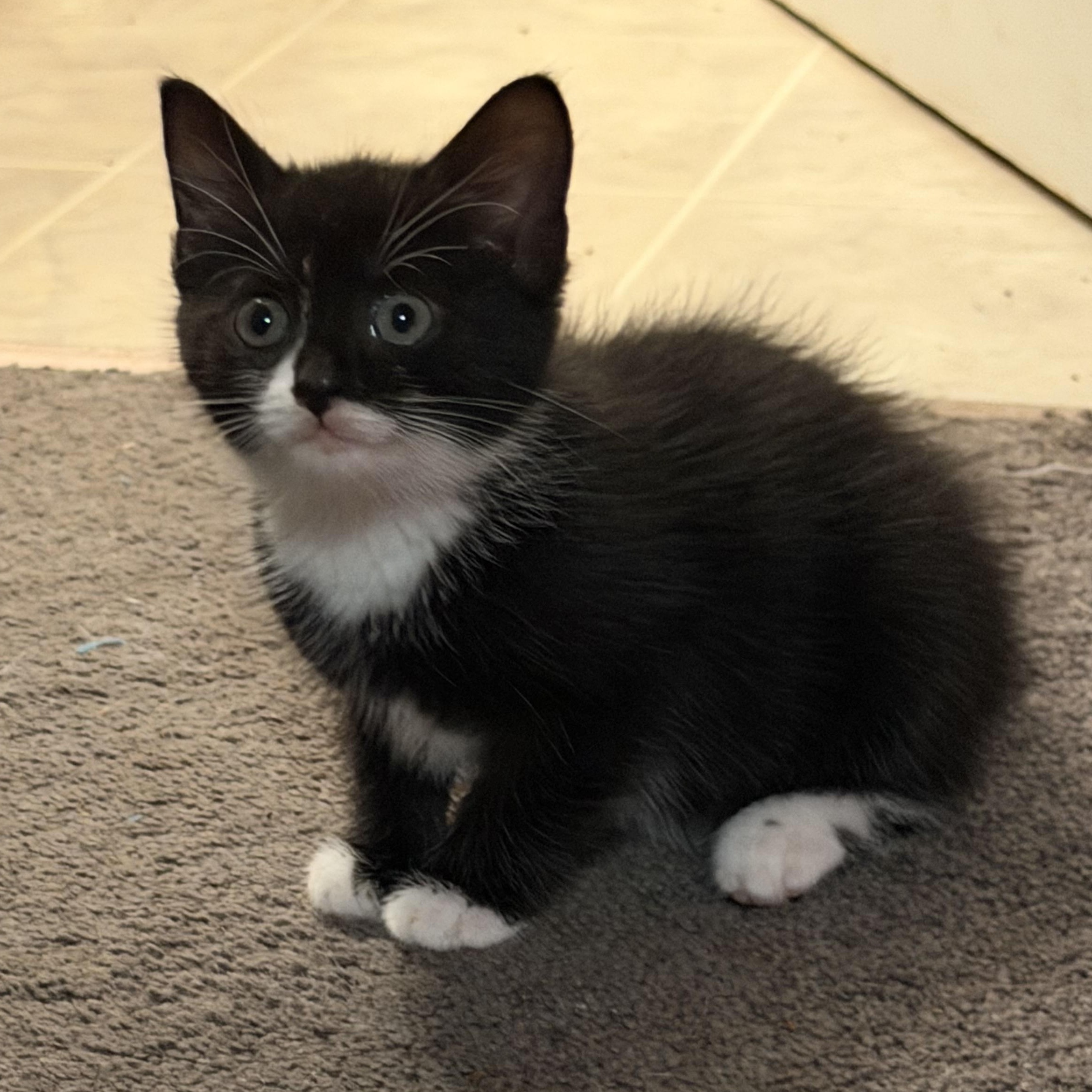 Enlarge London, an adopted Domestic Short Hair in Los Angeles, CA image 4/5