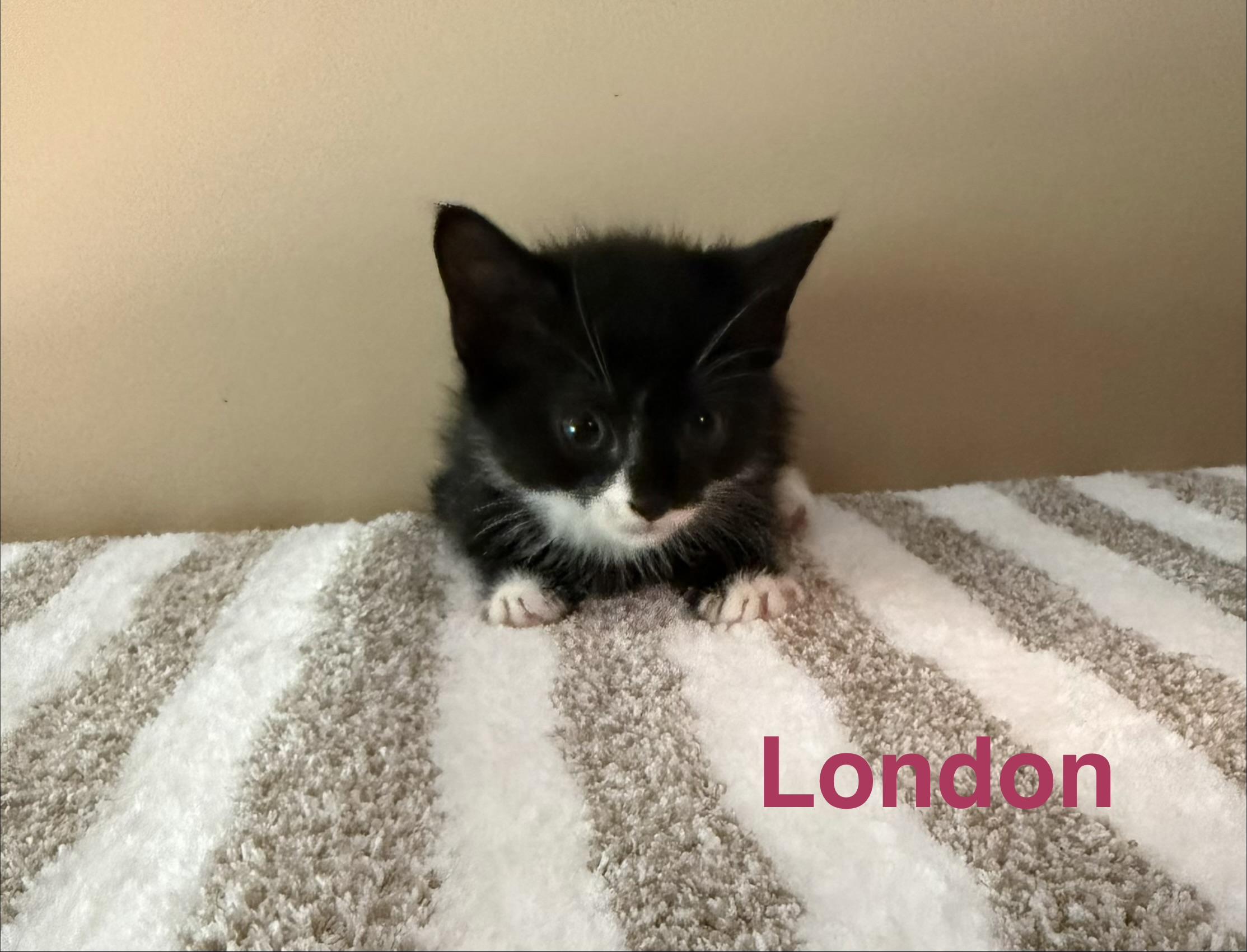Enlarge London, an adopted Domestic Short Hair in Los Angeles, CA image 3/5