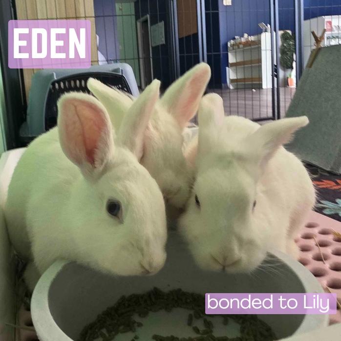 Enlarge Eden, a Adoptable Lionhead in The Woodlands, TX image 3/6