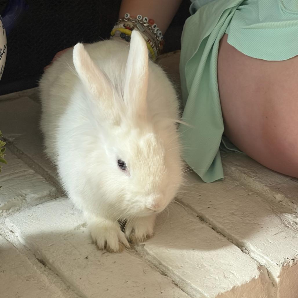 Enlarge Eden, a Adoptable Lionhead in The Woodlands, TX image 5/6