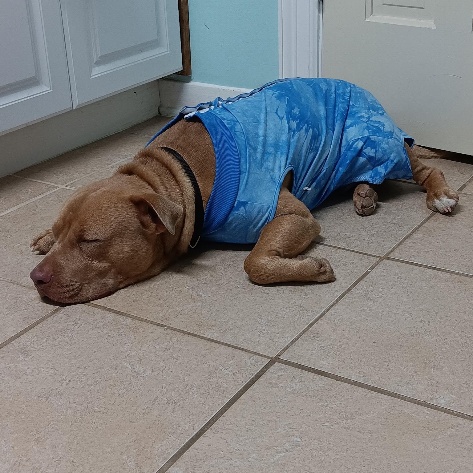 Enlarge Bubs, a Adoptable mixed breed in Staten Island , NY image 3/6